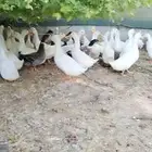 بط بكيني وشرشيري