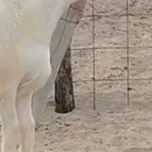 مشروع فحل ابرص تم البيع