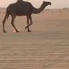 نجران