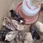 دجاج للبيع