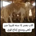 طلي انتاج