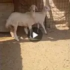 رخال سمان شرط جده حي الحرازات
