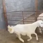 خروف حري
