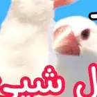 طيور زين للبيع روز وجاوه قماري هولندي للبيع اعلا سومن