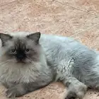 قط للتبني
