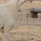 مشروع فحل ابرص