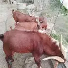 معزاء بلدي للبيع