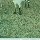 مواشي جفار وتيس