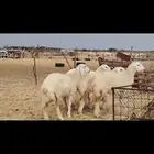 رخال حرش مراح تم البيع