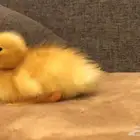بط للبيع