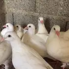 حمام فرنسي