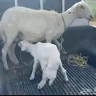 نعجه متبع بخروف فل الفل