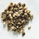 بذور مورنجا