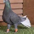 جوز نوري صافي توب معه فرخ