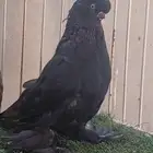طبه لونق فيس