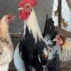 ديك بلدي شوكي