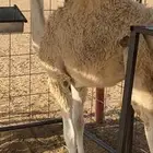 حاشي لباني لحم