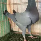 هومر شاب