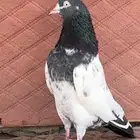 جوز تيدي منتج مستوى طيب