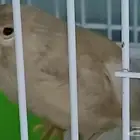 ذكر كناري مع 4 اناث