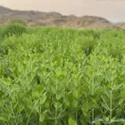 حناء وسدر ومشاط توفر تابي كميات كبيره اسعار خاصة