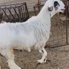 طلي حري جذع فل مقفل