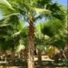نخل واشنطونياء زينة للبيع