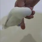 طير روز تربيه للبيع السوم 300