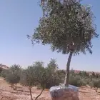 توريد وزراعة اشجار زيتون شجر زيتون