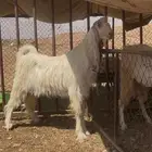 للبيع تيس فحل فاخررر
