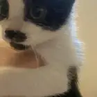 قط توكسيدو ذكر بعمر 3شهور