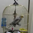 عصفور كروان