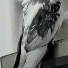 للبيع ذكر كروان هولندي اليف