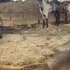 تيس صنف اوشح ادبس من اصل وشح مشروط الصح ه والضراب العمر سديس