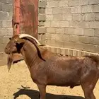 تيس فحل ادهم