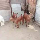 تيس وجفرنين
