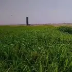مزرعة للايجار بير الرفدي طريق حايل العلا