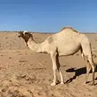 بكار ثنتين وقعود