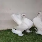 فردتين ألاسكا ابيض