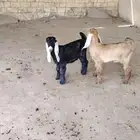 تيوس بهم