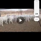 بهم طيب ونظيف ومشروط