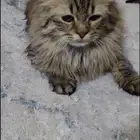 قط شيرازي لتبني بدون مقابل