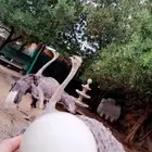 نغام