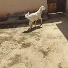 طلي حري