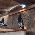 حمام باكستاني