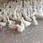 للبيع بط بكيني جامبو