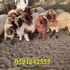 ذبايح بريه كاش وتابي وتمارا وامكان واصله لبيتك