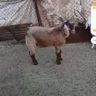 تيوس طيبه