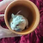 همسترات روسية