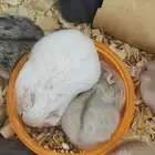 همسترات للبيع